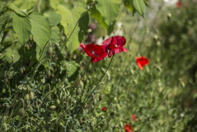 Agrandir l'image 6 sur 10, fenêtre modale