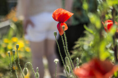 Agrandir l'image 10 sur 10, fenêtre modale