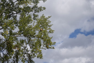 Agrandir l'image 2 sur 6, fenêtre modale